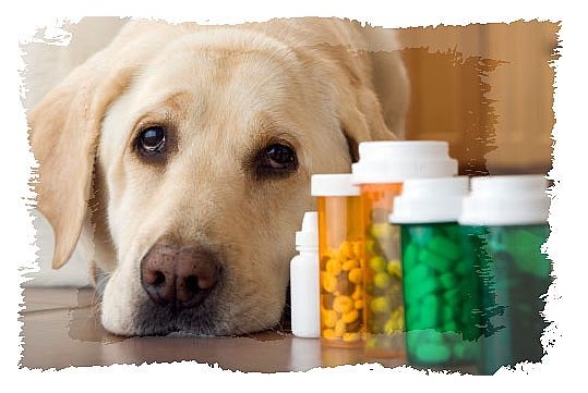 dog medicine