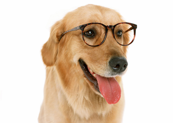 smart-dog